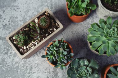 Gri yüzeyde çeşitli sulu bitkiler var. Metnin için boş yer. Üst görünüm.