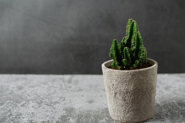 Güzel kaktüs (Cereus peruvianus, Peri Kalesi Kaktüsü Acanthocereus Tetragonus) gri taştan bir arka planda saksıda bulunur..