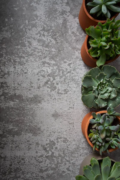 Variedade Plantas Suculentas Superfície Cinzenta Espaço Vazio Para Seu Texto — Fotografia de Stock