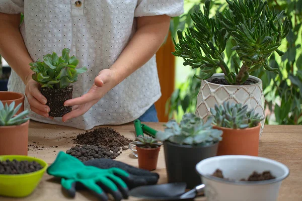 Mujer Está Replantando Una Planta Una Nueva Maceta Marrón Muchas — Foto de Stock