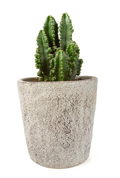 Hermoso Cactus Cereus Peruvianus Una Maceta Aislada Sobre Fondo Blanco — Foto de Stock