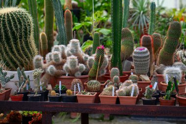 Litvanya, Vilnius 'taki Botanik Bahçesi' nde kaktüs koleksiyonu