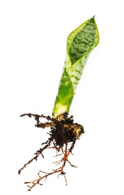 Sansevieria trifasciata beyaz arka planda izole edilmiş. Yılan bitkisi beyaz arka planda izole edilmiş. Üst görünüm.