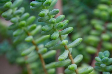 Botanik bahçesinde yetişen sedum treleasei