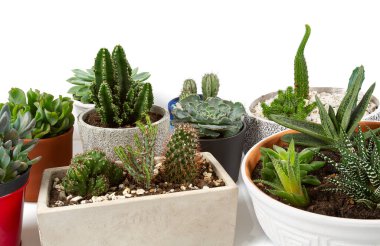 Beyaz arka planda kaktüs ve sulu suların toplanması. Kaktüs, kaktüs, sulu, crassula, haworthia, echeveria, gasteria ve aloe..