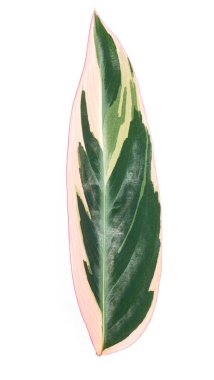Beyaz arkaplanda Calathea üç renkli (staromanthe) yaprak izole.