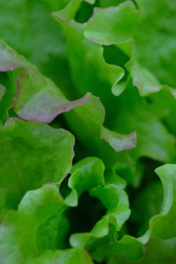 Camdan evde büyüyen kıvırcık marul