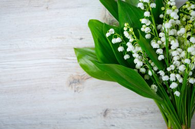 Lily vadi güzel çiçekler