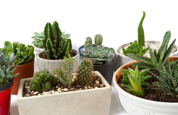 Fehér Alapon Izolált Kaktuszok Szukkulensek Gyűjteménye Kaktusz Kaktusz Zamatos Crassula — Stock Fotó