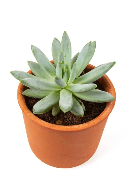 Pachyphytum Compactum Suculento Vaso Barro Isolado Sobre Fundo Branco — Fotografia de Stock