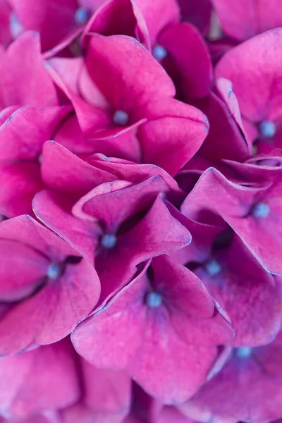 Snijbloemen Van Hortensia Geïsoleerd Witte Achtergrond — Stockfoto