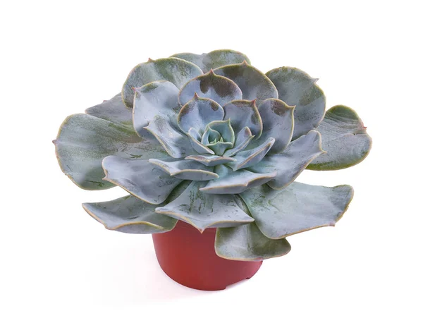 Echeveria Pollux Isolerad Vit Bakgrund — Stockfoto