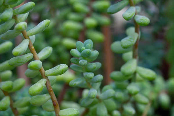 Sedum Treleasei Растет Ботаническом Саду — стоковое фото