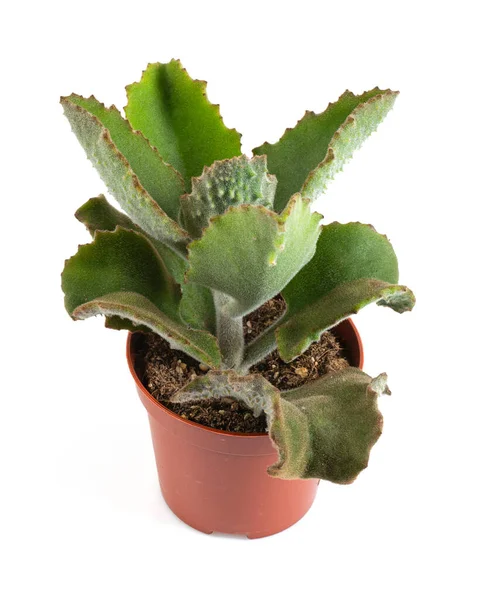 Kalanchoe Beharensis Kruka Isolerad Vit Bakgrund — Stockfoto