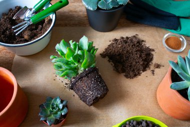 Yenileme, düz, üst görünüm tasarımı. Saksılar, toprak yığını, bitki filizi, eldivenler, tarçın, çuval bezinde tırmık ve kürek. Çiçek bakımı.