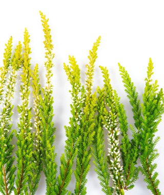 Beyaz arka planda solmuş renkli beyaz ve yeşil renkli çiçekler (calluna vulgaris L.). Üst görünüm.