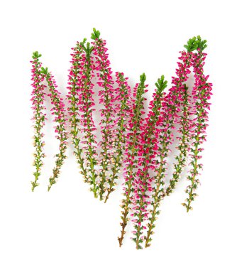 Beyaz arkaplanda çiçek açan fundalık çiçekleri (calluna vulgaris L.) izole edilmiş.