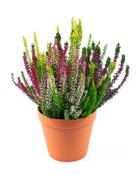 Blooming Colorful Heather Flowers Calluna Vulgaris Isolated White Background — Stock Photo, Image