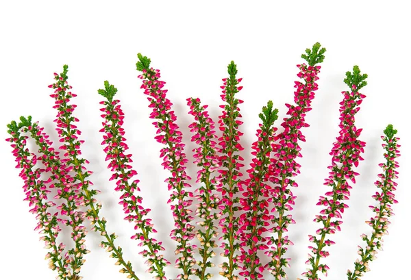 Blooming Colorful Heather Flowers Calluna Vulgaris Isolated White Background — Stock Photo, Image