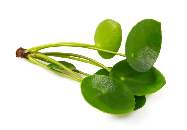 Estacas Plantas Pilea Isoladas Sobre Fundo Branco — Fotografia de Stock