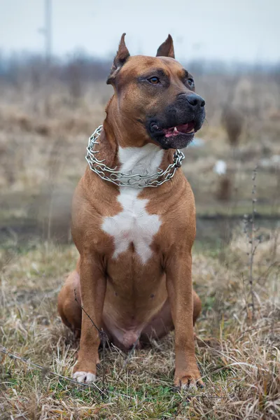 Amerikan staffordshire