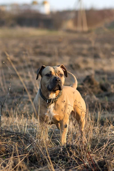 Amerikan staffordshire