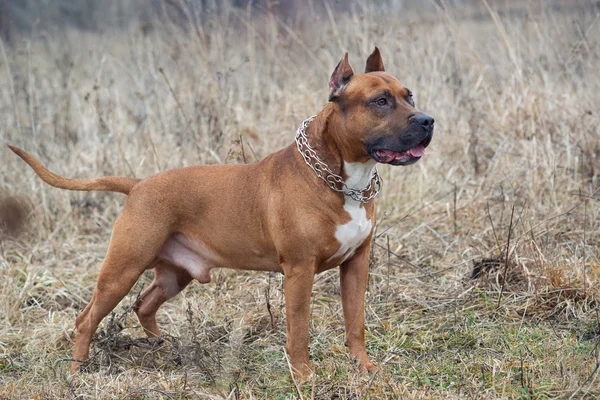 Amerikan staffordshire