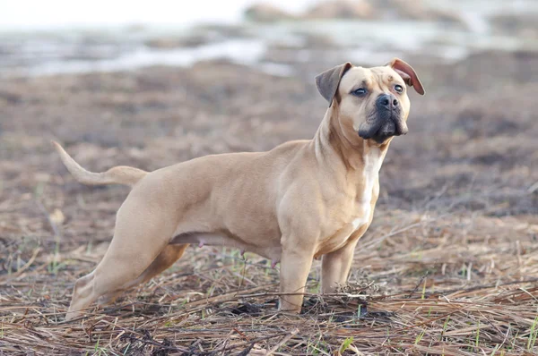 Amerikan gönüllü asker personel yönetim bölgesi