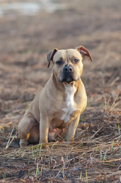 Amerikan gönüllü asker personel yönetim bölgesi