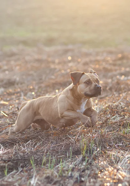 Amerikan gönüllü asker personel yönetim bölgesi