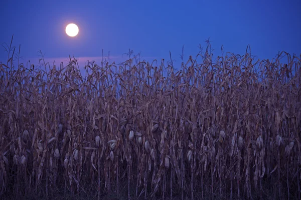 Luna llena sobre el campo de maíz —  Fotos de Stock