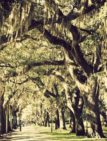 Árvores no centro de Savannah — Fotografia de Stock