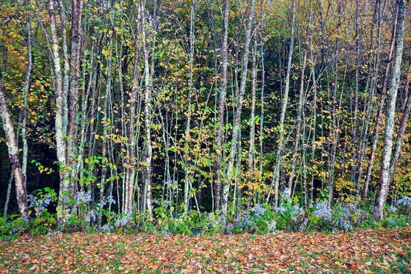 Morning in Smoky Mountains — Stock Photo, Image