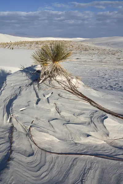 White Sand Dunes National Park — Stock Photo, Image