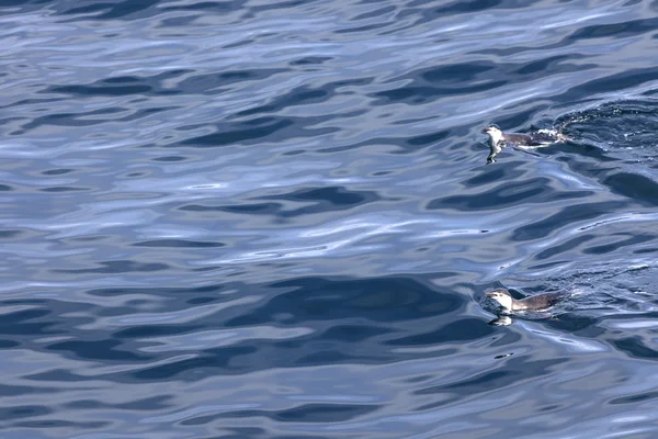 Dos pinguinos chinstrap nadando en las aguas antárticas — Foto de Stock