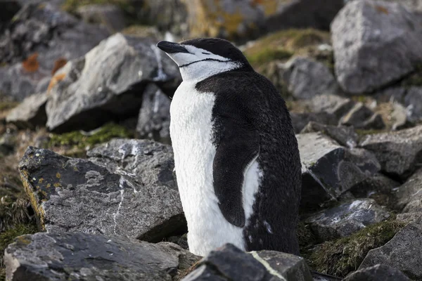 Kinnriemen-Pinguin — Stockfoto