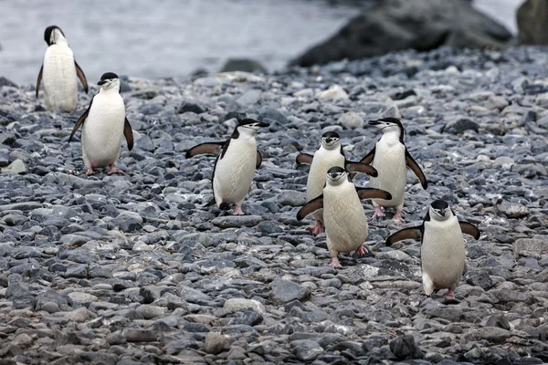 Chinstrap pinguins — Stock Photo, Image