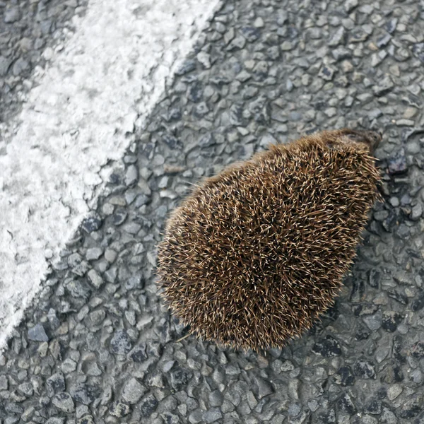 Hedgehog — Stock Photo, Image