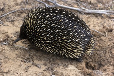 dikenli karıncayiyengiller