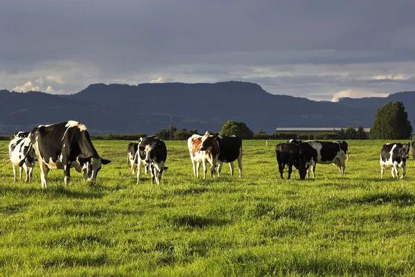 Quinta de vacas na Austrália — Fotografia de Stock