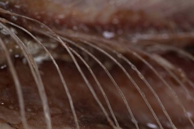 Lezzetli bir yemek için taze ringa balığı eti ve kemikleri.