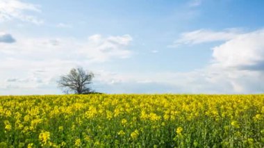 Mavi gökyüzünün altında güzel sarı tecavüz tarlası, kuru ağaç, zaman aşımı, 4k