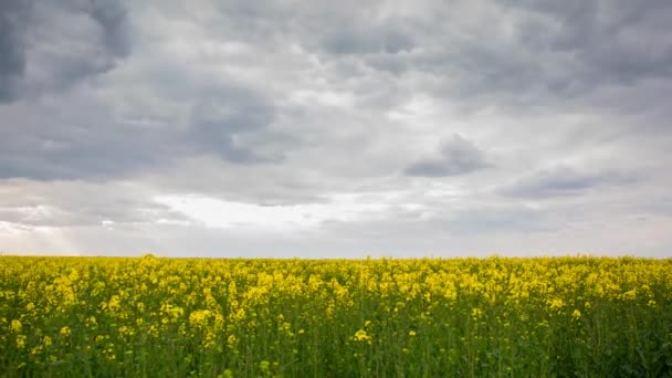 Żółte Pole Rzepaku Duże Chmury Timelapse — Wideo stockowe