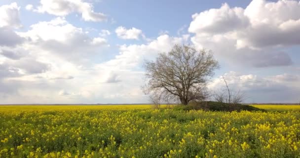 Relevé Aérien Champ Colza Faible Hauteur Partir Grand Arbre — Video