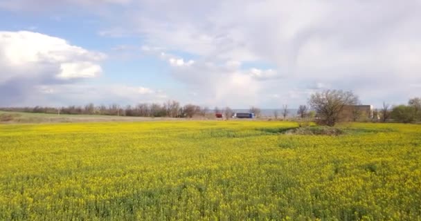 Luftaufnahme Eines Großen Rapsfeldes Der Nähe Einer Straße Mit Autos — Stockvideo