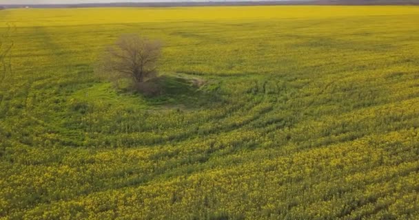 Luchtfoto Van Een Geel Veld Van Koolzaad Een Boom Buurt — Stockvideo