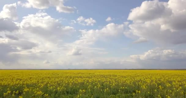 Relevé aérien du champ de colza à basse altitude à grande vitesse, 4 k