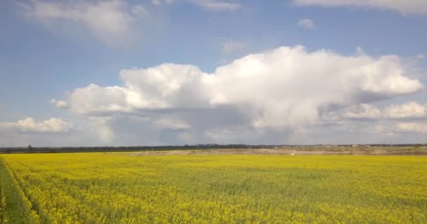 Estudio Aéreo Del Campo Colza Gran Altitud Con Nubes Grandes — Vídeo de stock