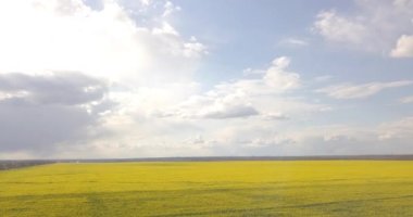 Gün boyunca yüksek irtifada sarı kolza tohumu tarlasının hava incelemesi, 4K