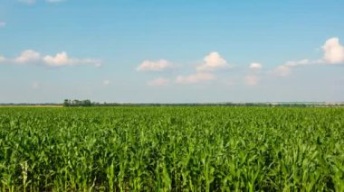 Yazın yeşil mısır tarlası, zaman ayarlı, 4K